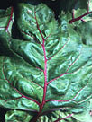 Beet Leaf